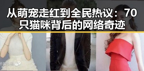 从萌宠走红到全民热议：70只猫咪背后的网络奇迹