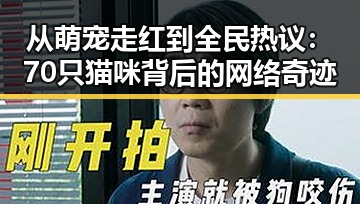 从萌宠走红到全民热议：70只猫咪背后的网络奇迹